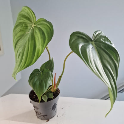Philodendron Mc Dowell Rare Houseplant 12cm pot