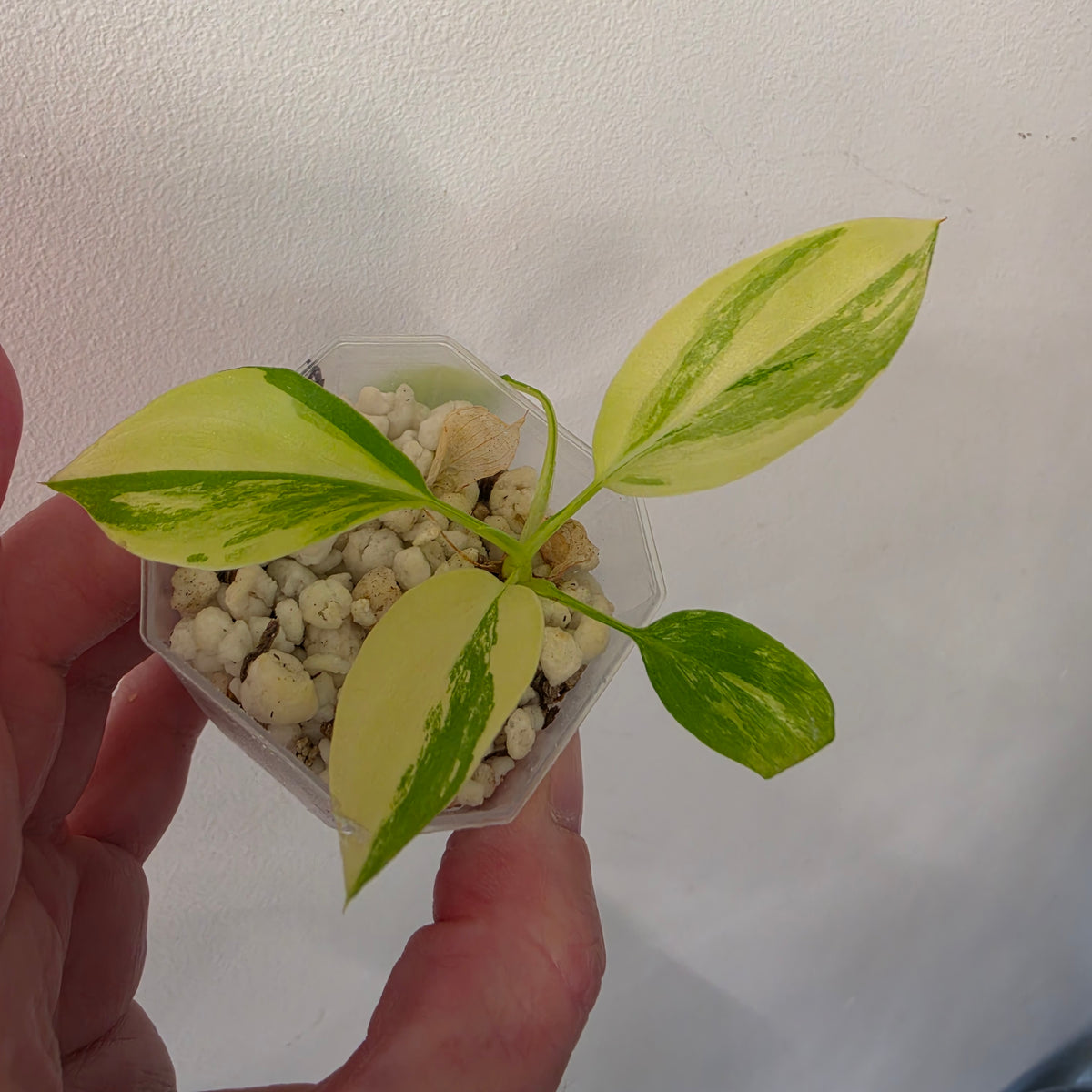 Philodenron Warszewiczii Aurea Variegata