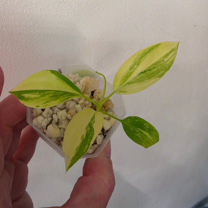 Philodenron Warszewiczii Aurea Variegata