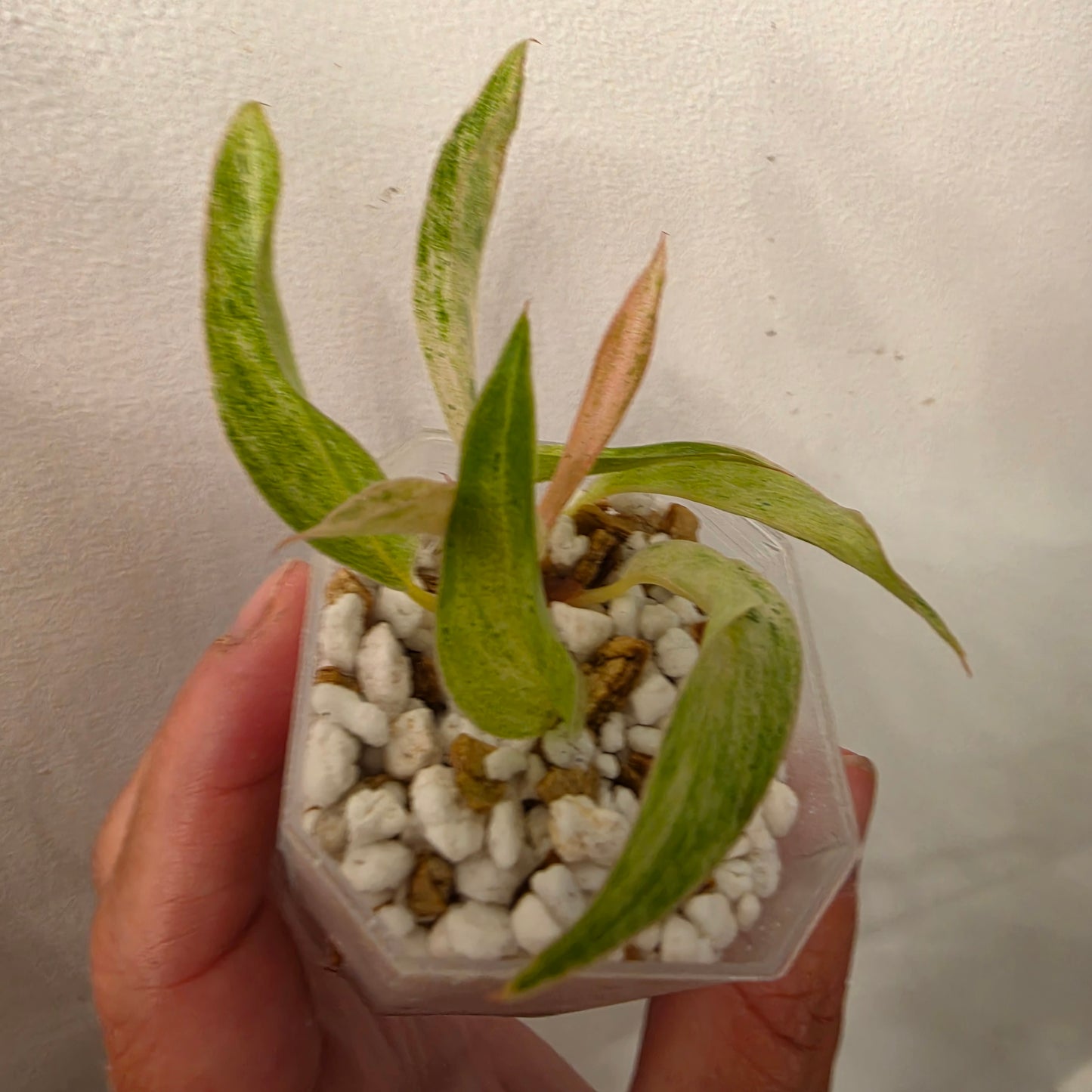 Philodendron Strawberry Caramel Marble (1) – Exact Plant - See description