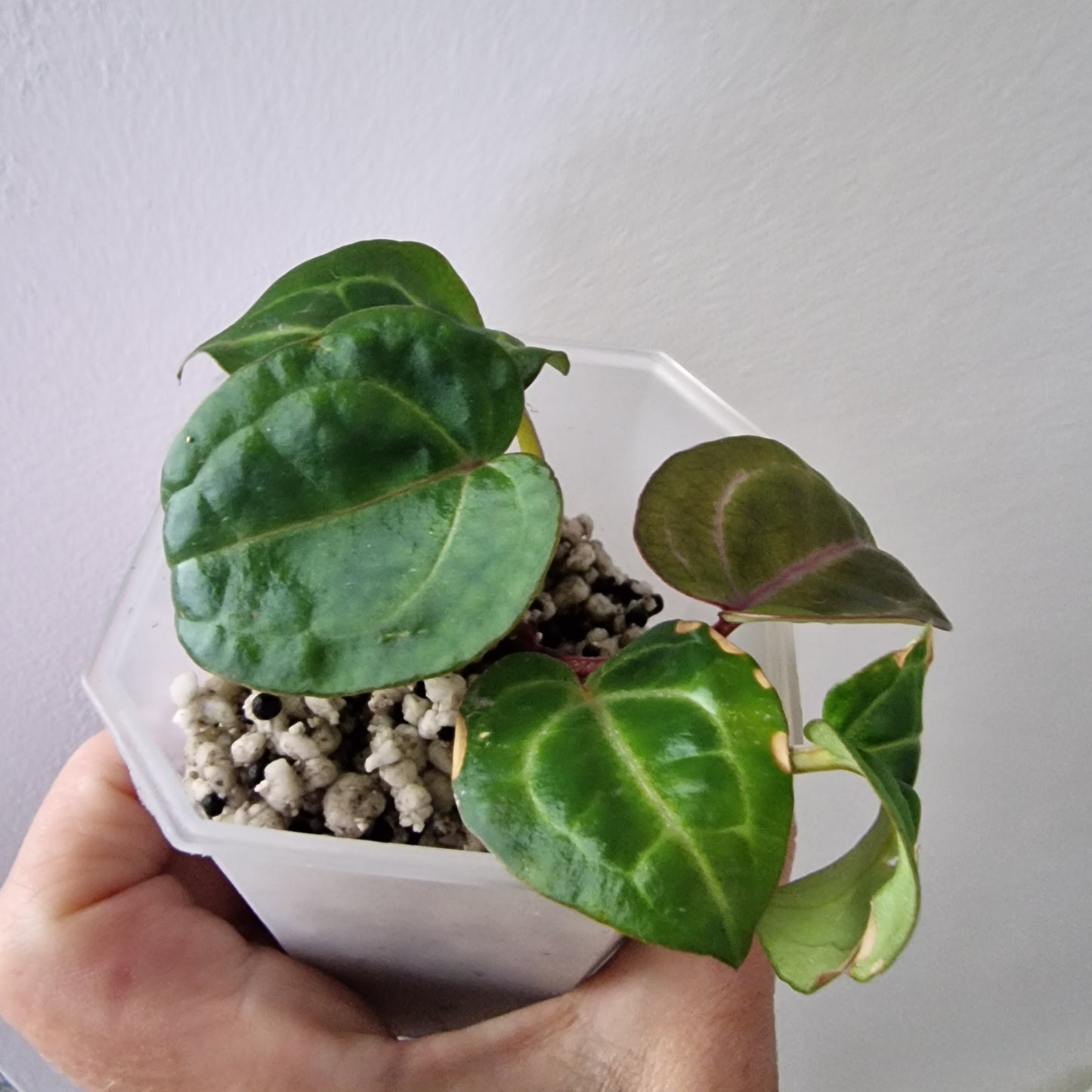 Anthurium Wonderboy × Michelle exact plant (#1)
