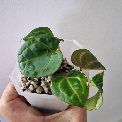 Anthurium Wonderboy × Michelle exact plant (#1)