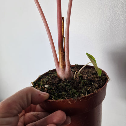 Alocasia Pink Dragon – 12cm Pot