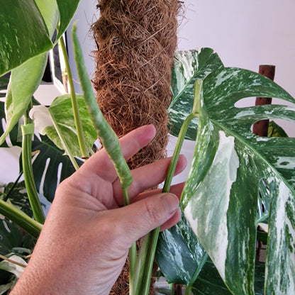Monstera Albo Top Cutting (4)