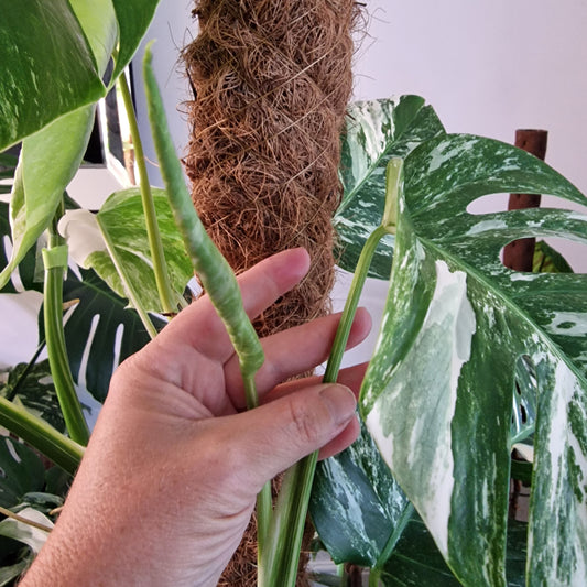 Monstera Albo Top Cutting (4)