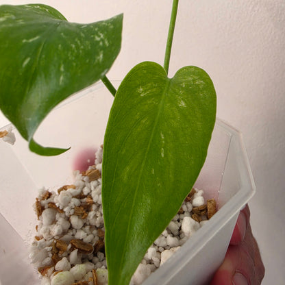 Monstera Devil – Acclimatised TC - Exact Plant (10) See Description