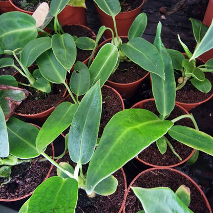 Anthurium Warocqueanum Rare Houseplant 6cm pot