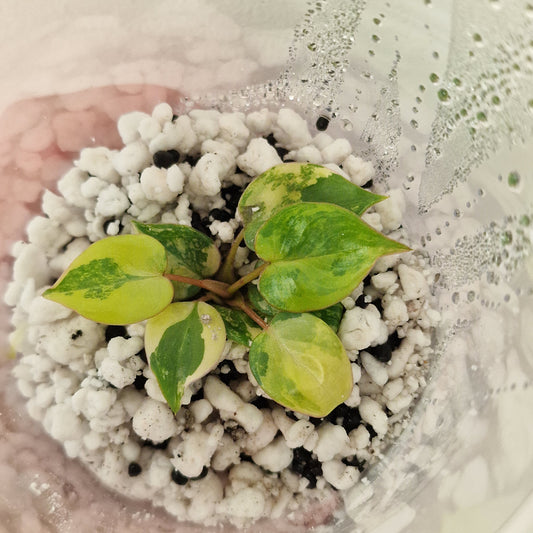 PRE-ORDER – Philodendron Billietiae Variegated – Young TC Plant (#5)