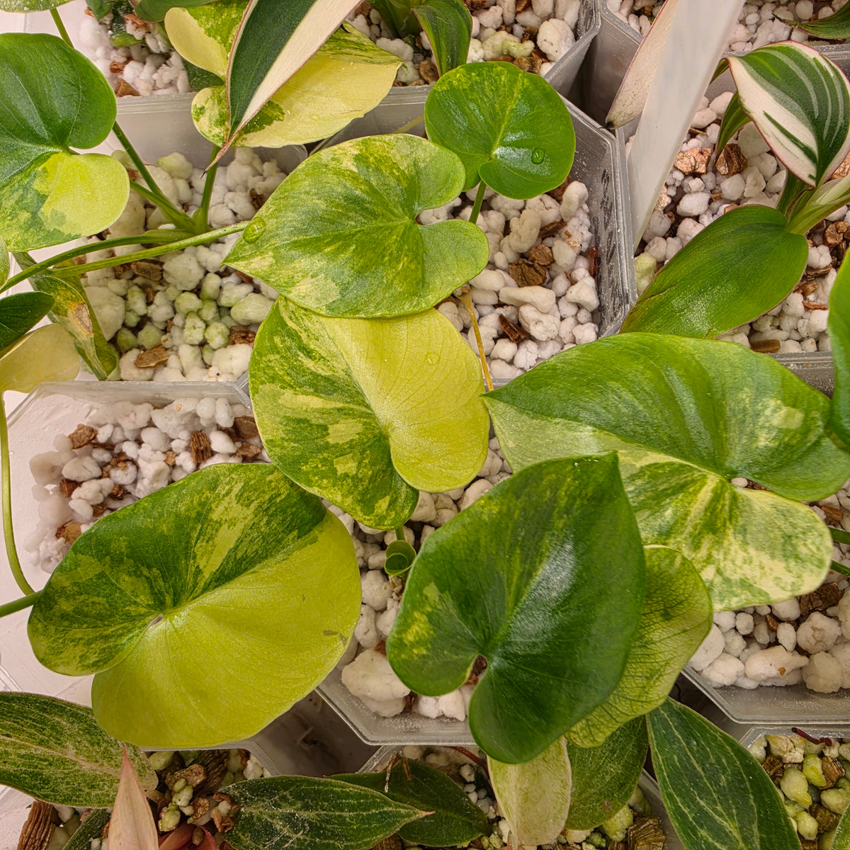 Thaumatophyllum Bipinnatifidum Aurea