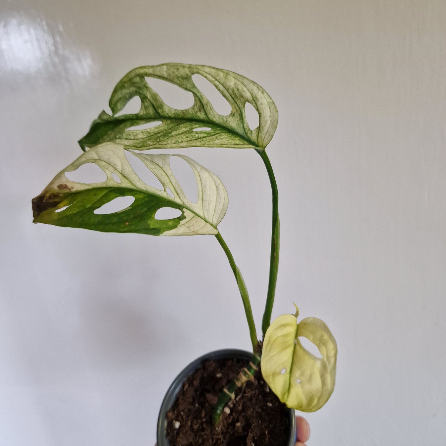 Monstera Adansonii Variegated #F
