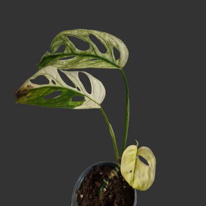 Monstera Adansonii Variegated #F