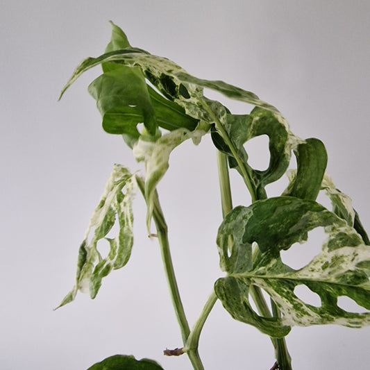 Monstera Frozen Freckles Rare Houseplant 12cm pot (3)