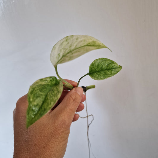 Monstera Laniata Top Cutting rooting in Water