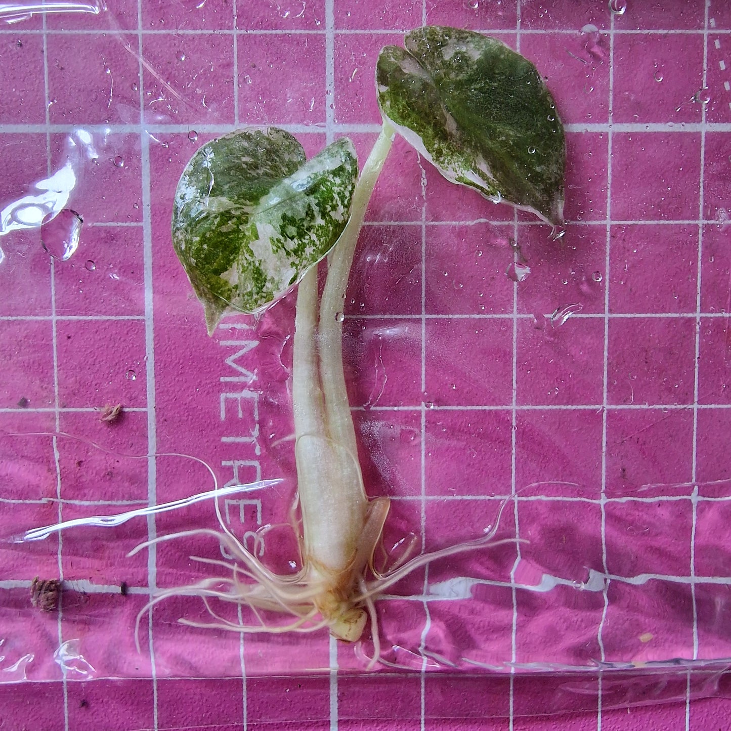 Alocasia Cuprea ‘Nom Yen’ Variegated – Tissue Culture Plant (In Vitro)