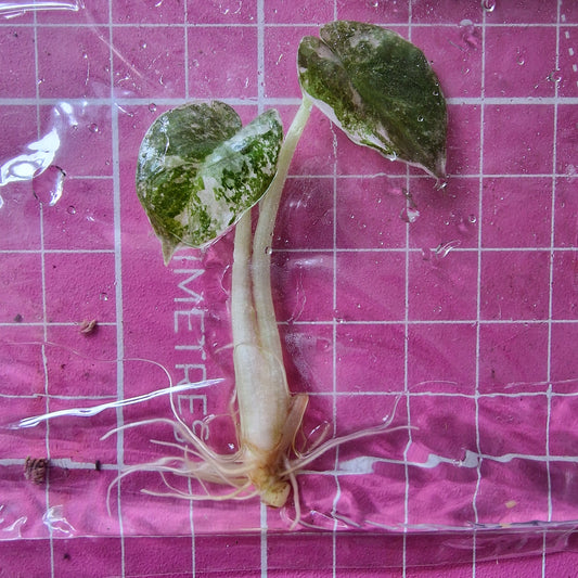 Alocasia Cuprea ‘Nom Yen’ Variegated – Tissue Culture Plant (In Vitro)