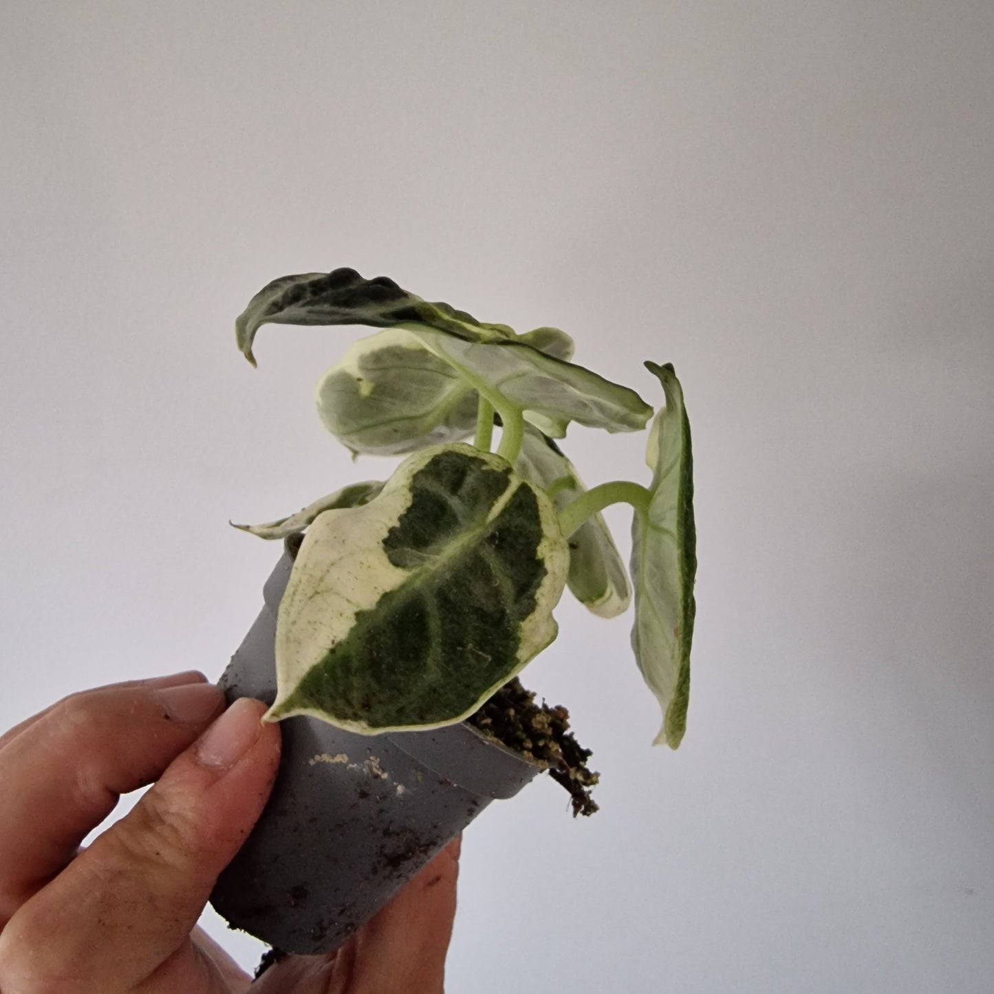 Alocasia Ninja Variegated Houseplant 6cm pot (1)