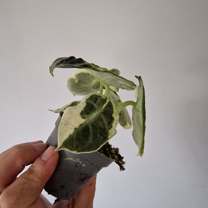 Alocasia Ninja Variegated Houseplant 6cm pot (1)