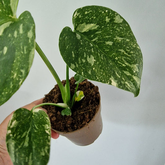 Monstera Thai Constellation Rare Houseplant 11cm pot (1h)