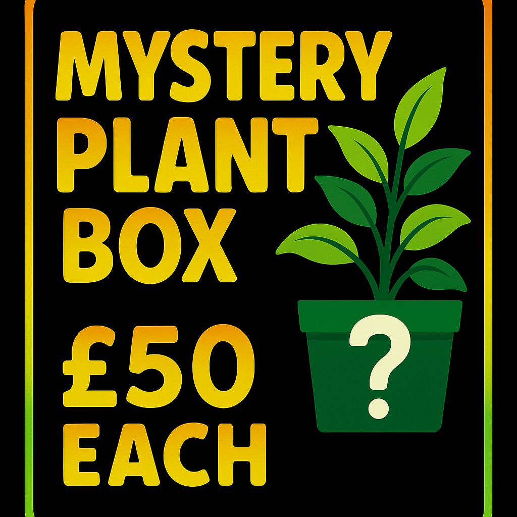 Mystery Houseplant Bundle – Surprise Plant Box (Various Price Options)