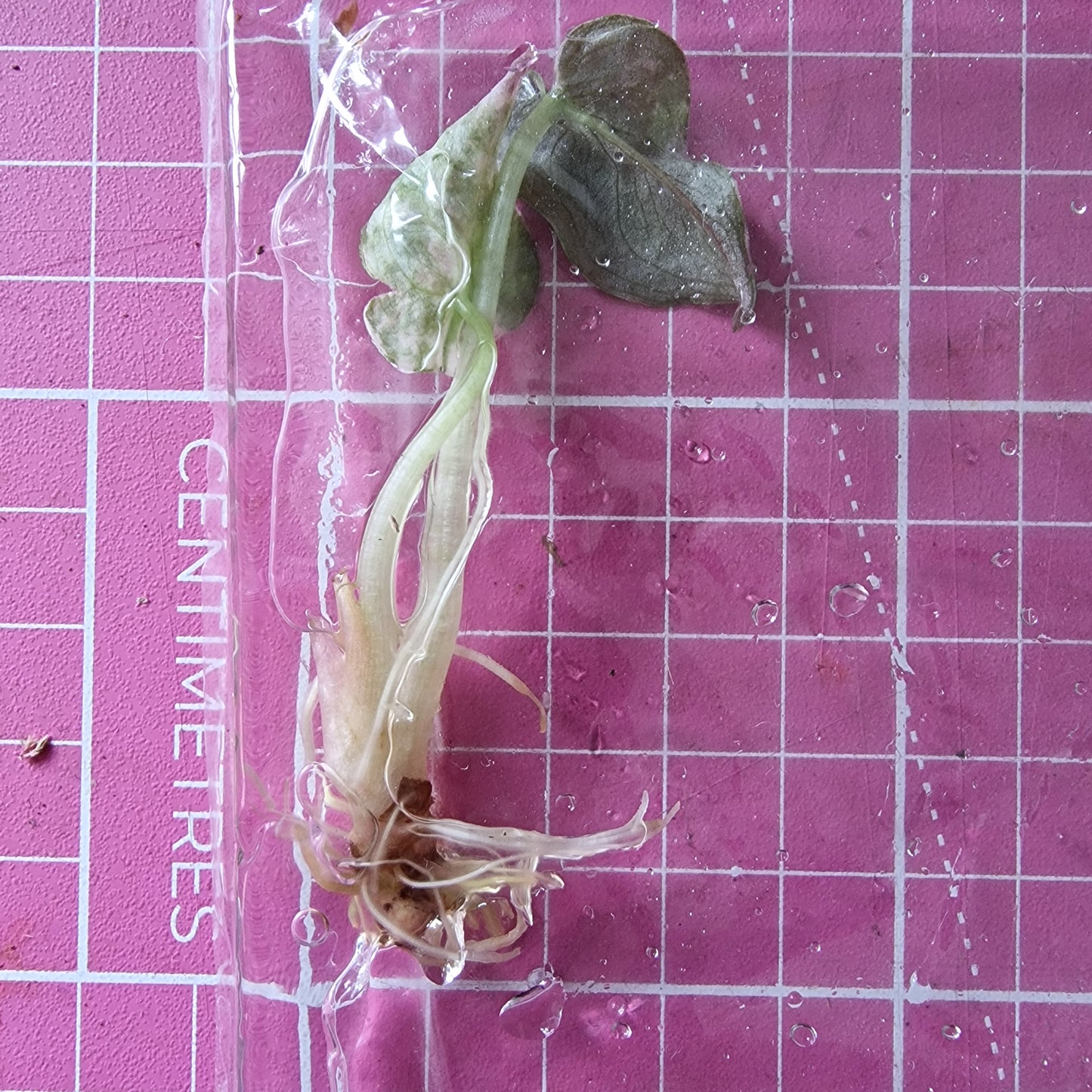 Alocasia Cuprea ‘Nom Yen’ Variegated – Tissue Culture Plant (In Vitro)