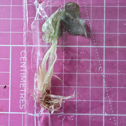 Alocasia Cuprea ‘Nom Yen’ Variegated – Tissue Culture Plant (In Vitro)