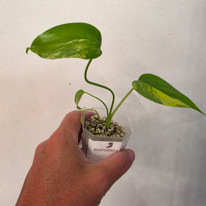 Monstera Aurea – Exact Plant No. 8 - See Description