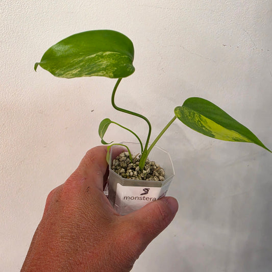 Monstera Aurea – Exact Plant No. 8 - See Description