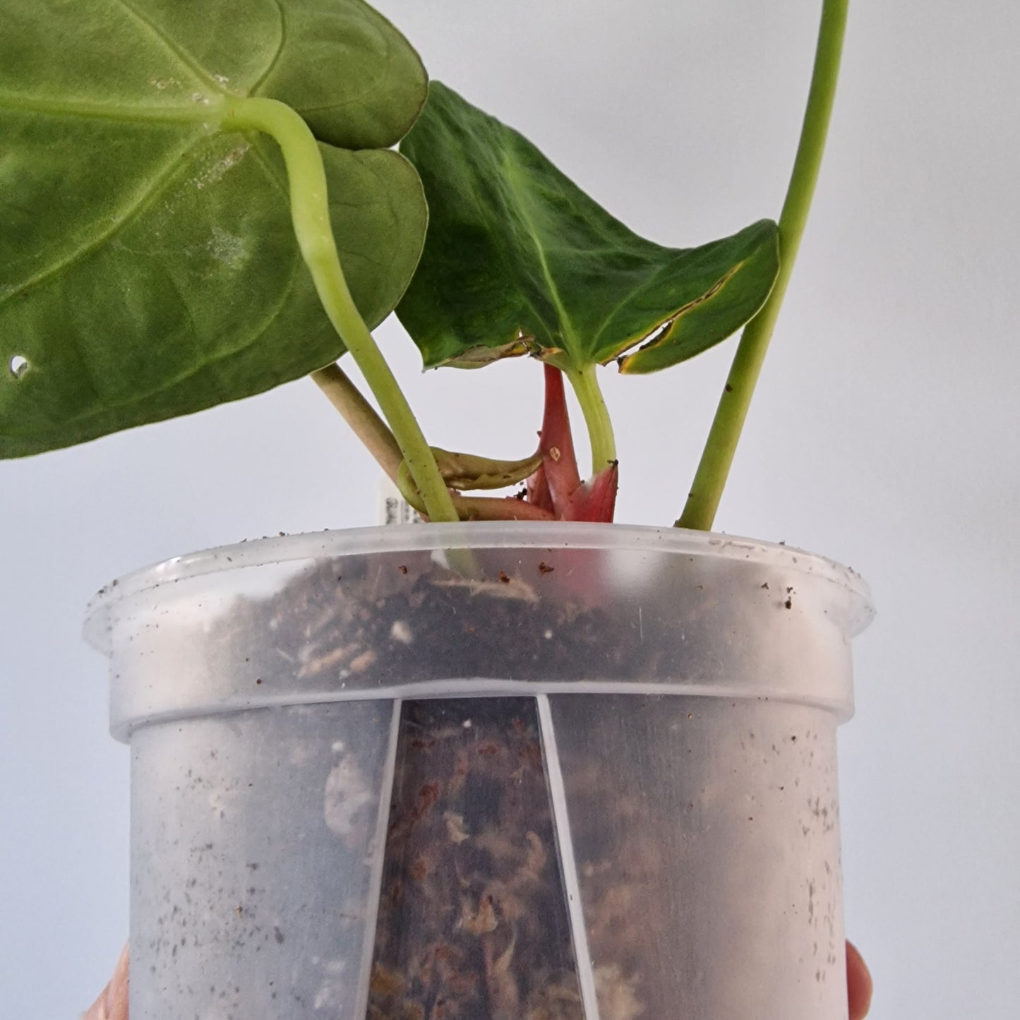 Ecuagenera Rehab Anthurium Silver Blush x Anth papillilaninum Inverse Crossing