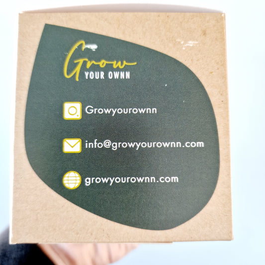 Grow your own Asparagus Mazeppa (Fern) - Houseplant Set