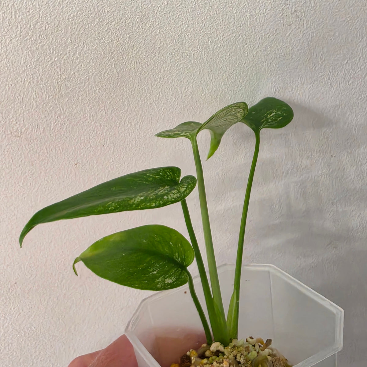 Monstera Devil Variegated – Exact Plant- AB3