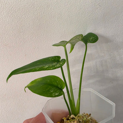Monstera Devil Variegated – Exact Plant- AB3