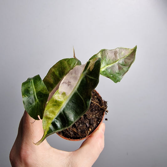 Alocasia Polly Variegata Aurea – 7cm Pot