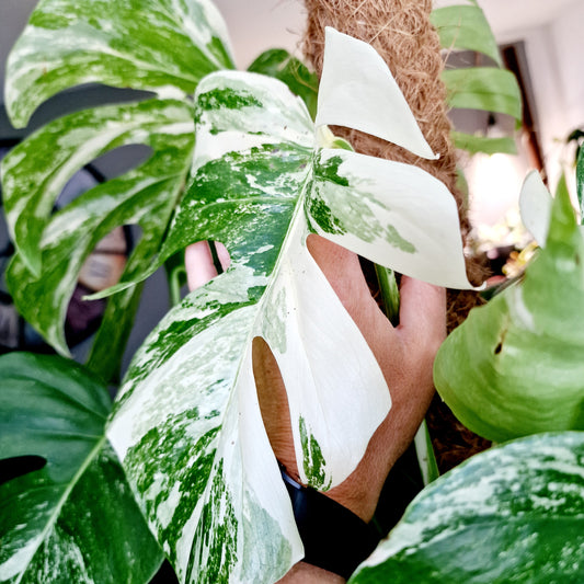 Monstera Albo Top 2 Leaf Cutting