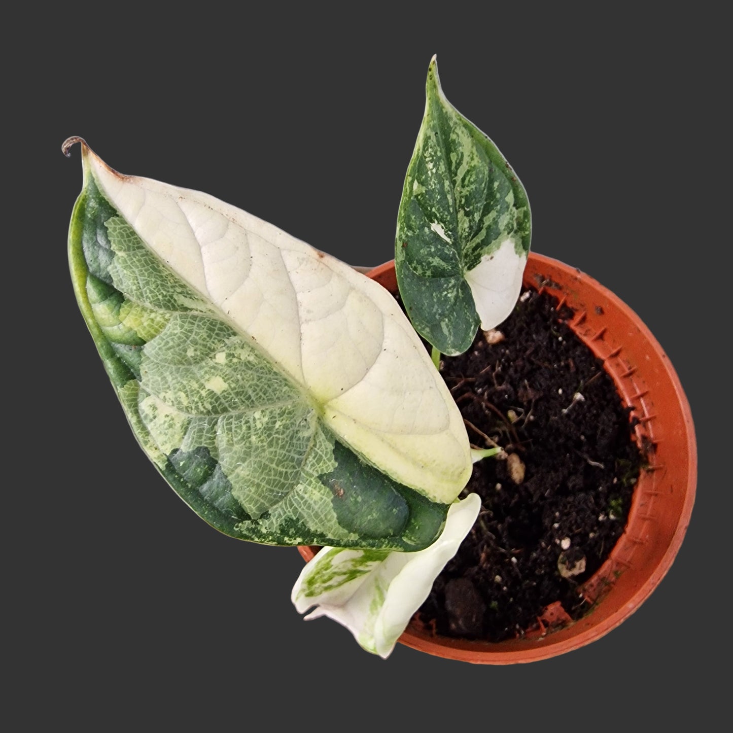 Alocasia Dragon Scale Variegata Rare Houseplant 10.5cm pot (1)