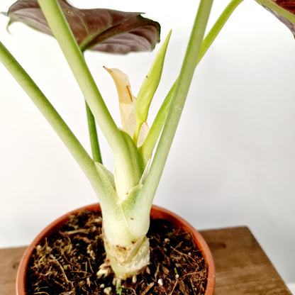 Alocasia Green Unicorn Houseplant 14cm pot (1)