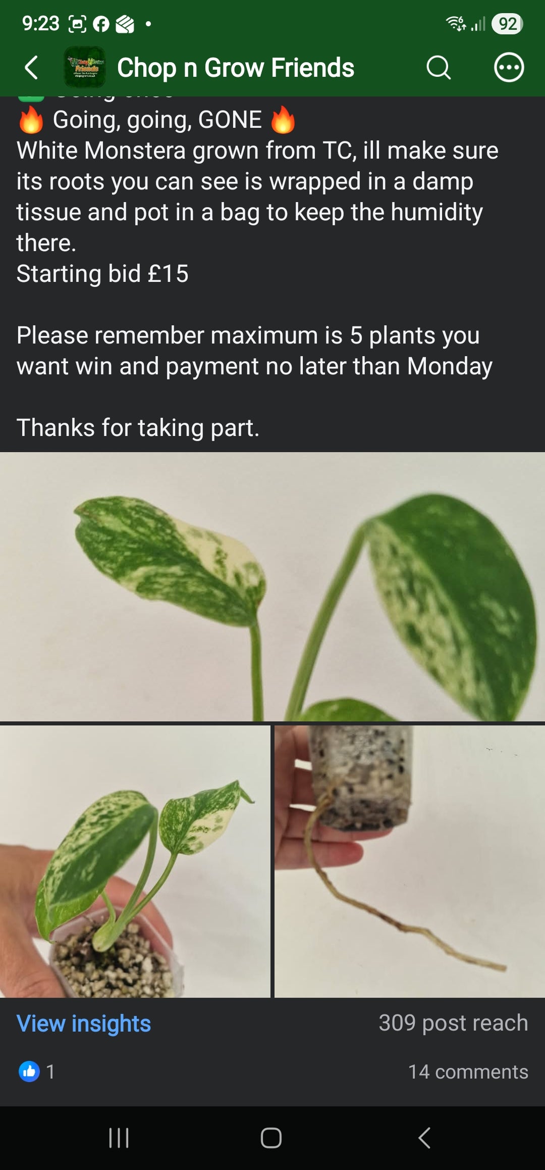 Chop n Grow Friends sale - Sherrie White Monstera