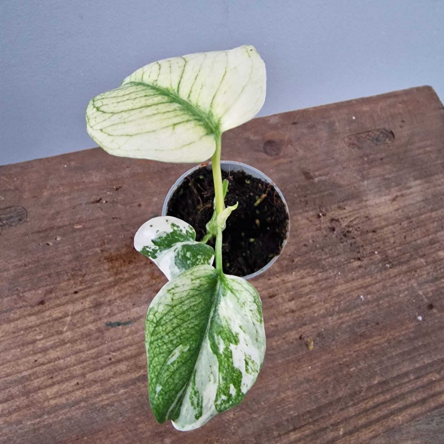 Monstera Mint Rare Houseplant 6cm pot (4)
