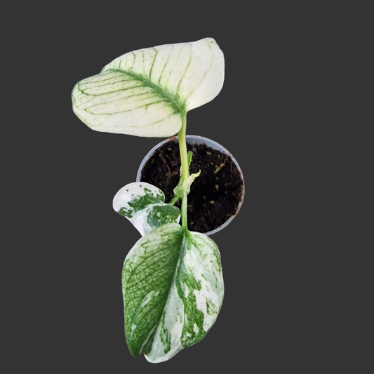 Monstera Mint Rare Houseplant 6cm pot (4)