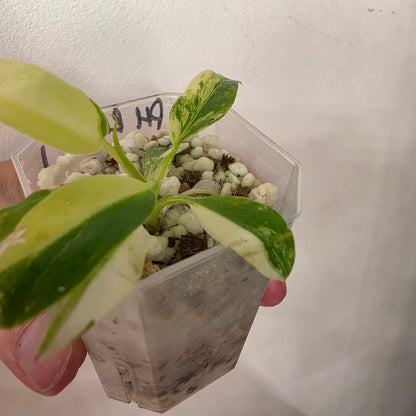 Philodendron Radiatum Variegatum – Exact Plant #1