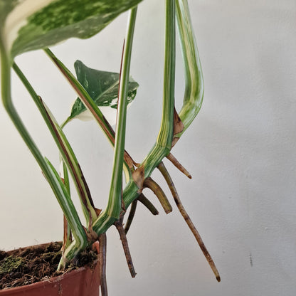 Monstera Albo ‘Super White’ – 15cm Pot (#3)