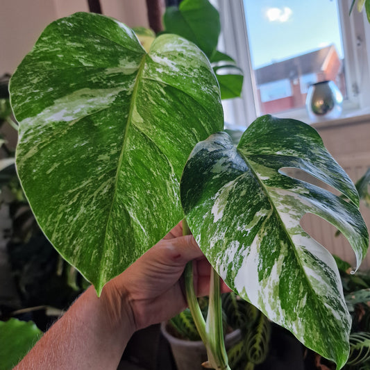 Monstera Albo Highly Variegated Top Cutting