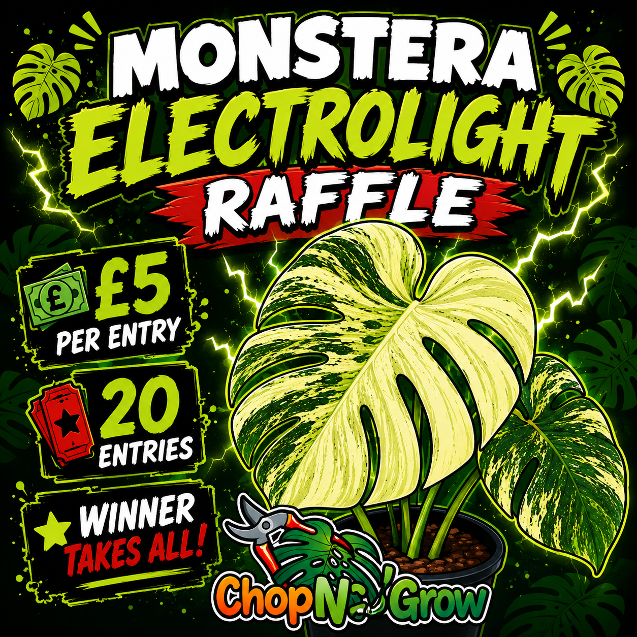 Monstera Electrolite see description