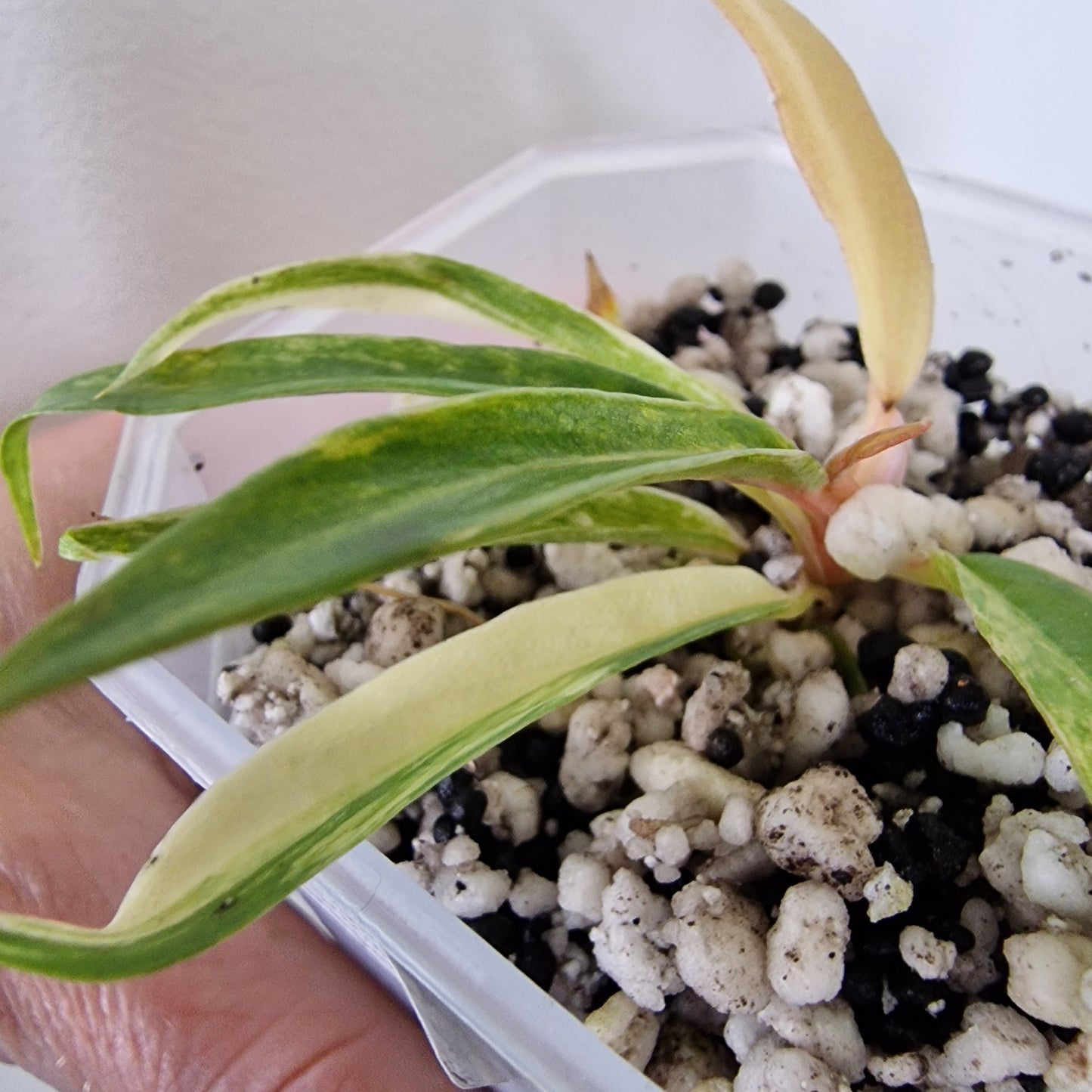 Philodendron Tortum Variegated – Young Exact Plant (#3)