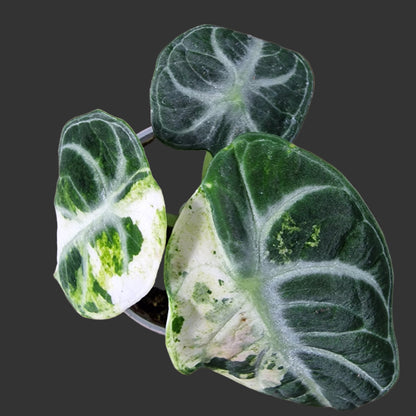 Alocasia Ninja Variegated Rare Houseplant 6cm pot (2)