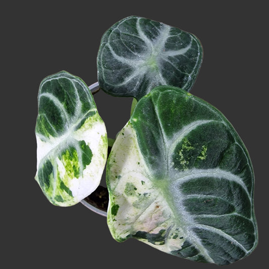 Alocasia Ninja Variegated Rare Houseplant 6cm pot (2)
