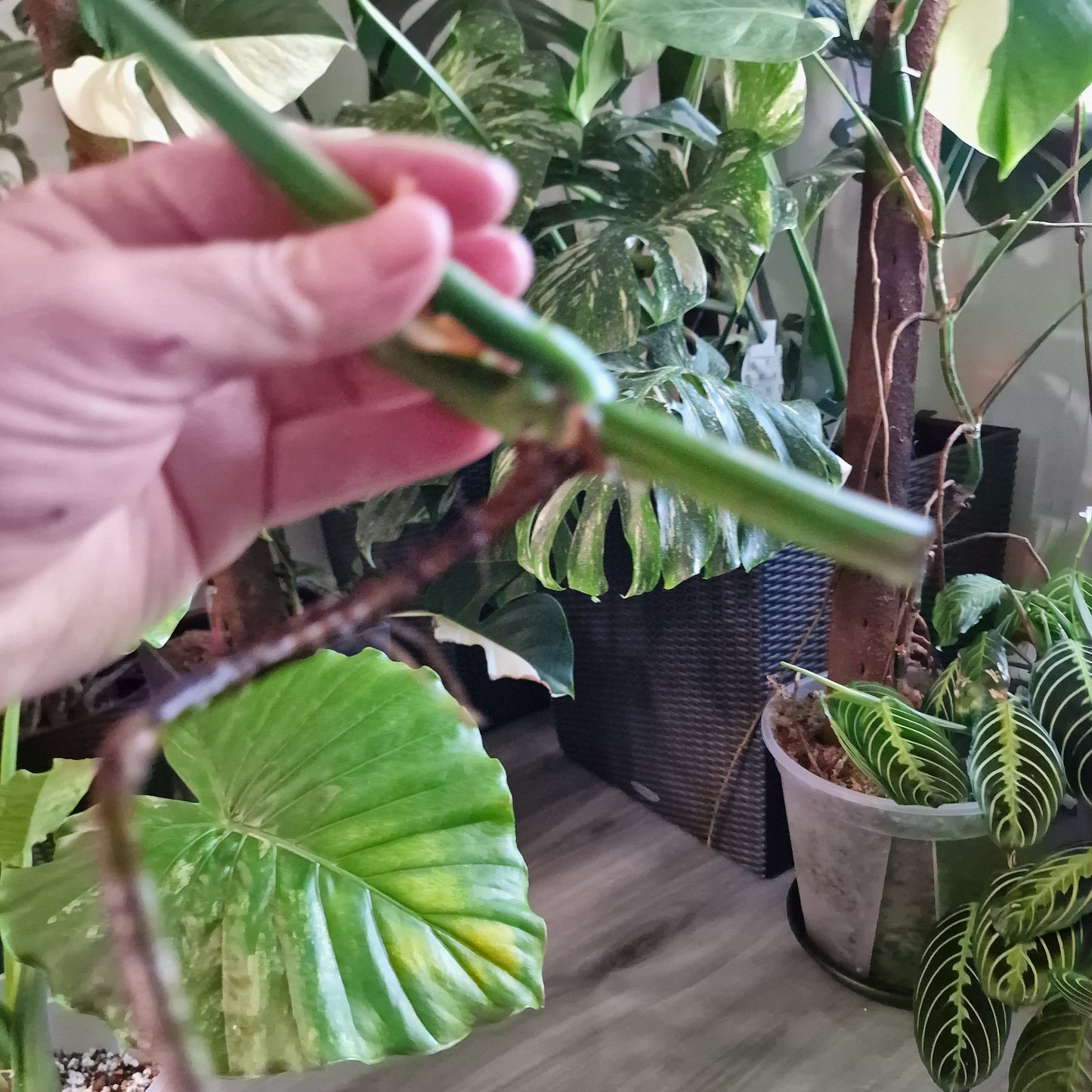 Monstera Albo Highly Variegated Middle Cutting