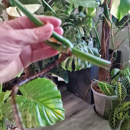 Monstera Albo Highly Variegated Middle Cutting