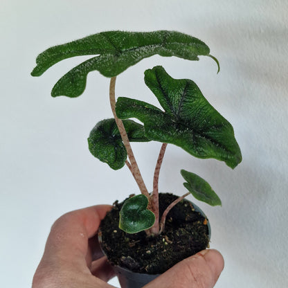 Alocasia Jacklyn – 6cm Pot
