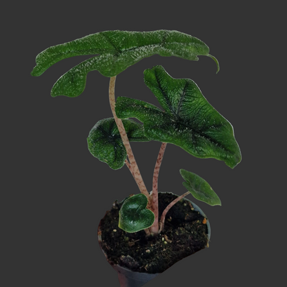 Alocasia Jacklyn – 6cm Pot