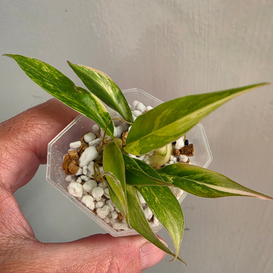 Philodendron Pedatum × Tortum Variegated (1) – Exact Plant - See Description